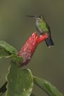 Green-crowned brilliant hummingbird perched on exotic flower, close-up. — Stock Photo