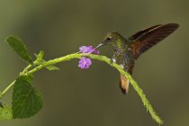 Colibri à queue chamois se nourrissant de fleurs en volant, gros plan . — Photo de stock