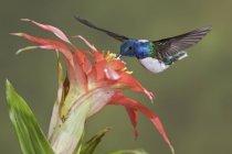 Jacobin à cou blanc se nourrissant à la plante à fleurs en vol dans la forêt tropicale, gros plan . — Photo de stock