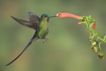 Silfide dalla coda viola che si nutrono di un fiore mentre volano nella riserva di Mindo Loma nel nord-ovest dell'Ecuador
. — Foto stock