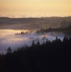 Nevoeiro matutino sobre a floresta em Gibsons, Sunshine Coast, British Columbia, Canadá . — Fotografia de Stock