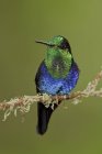 Green-crowned woodnymph perched on branch in rain forest reserve. — Stock Photo