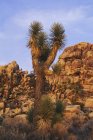 Джошуа дерева ростуть в пустелі Джошуа дерева Національний парк, Каліфорнія, США — стокове фото