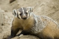 Badger sitting on sandy ground, close-up — Stock Photo