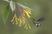 Primer plano del colibrí espinoso verde que se alimenta en vuelo en la planta de floración tropical . - foto de stock