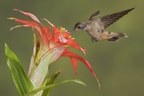 Uccellino colibrì marrone viola che si nutre di fiori esotici mentre vola nei tropici . — Foto stock