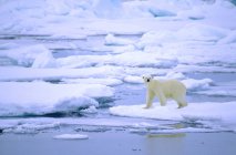 Polar bear walking on melting ice of Svalbard Archipelago, Arctic Norway — Stock Photo
