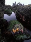 Устаткування приливної басейни з морськими зірками на Шіші-Біч штат Олімпійського національного парку, Вашингтон, США — стокове фото