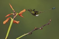 Close-up of rufous-booted racket-tail hummingbird feeding at flowers while flying in tropical forest. — Stock Photo