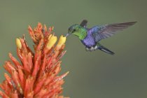 Colorful fork-tailed woodnymph hovering while feeding at flowers in flight. — Stock Photo
