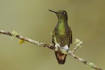 Primo piano di colibrì dalla coda di buff coronet appollaiato su ramo muschiato . — Foto stock