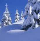 Snow-capped trees at Mount Elphinstone, British Columbia, Canada. — Stock Photo