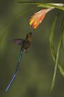 Violet-tailed sylph feeding at a flower while flying in tropics. — Stock Photo