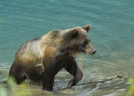 Grizzlybär taucht aus dem Wasser im Tongass National Forest, Alaska, Vereinigte Staaten von Amerika auf. — Stockfoto
