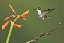 Andean emerald hummingbird flying while feeding at flowering plant in Ecuador. — Stock Photo