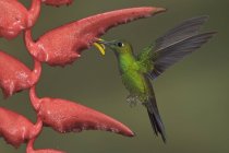 Green-crowned brilliant hummingbird feeding at flower while flying, close-up. — Stock Photo