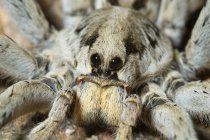 Adult wolf spider eyes and legs, close-up. — Stock Photo