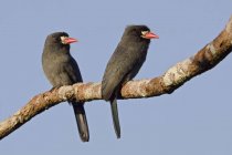 White-fronted nunbirds perched on branch in Amazonian Ecuador. — Stock Photo