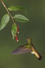 Buff-Tail Coronet Kolibri, der sich im Flug von Blumen ernährt, Nahaufnahme. — Stockfoto