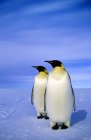 Imperador pinguins andando na paisagem nevada, Mar de Weddell, Antártida — Fotografia de Stock