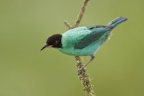 Green Honeycreeper hummingbird perched on branch in tropical forest. — Stock Photo