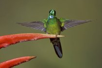 Colibri vert brillant perché à une fleur exotique, gros plan . — Photo de stock