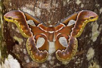 Grand papillon de nuit perché sur le tronc d'arbre dans la vallée de Tandayapa en Équateur . — Photo de stock
