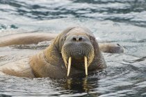 Atlantic walruses in water, Svalbard Archipelago, Arctic Norway — Stock Photo