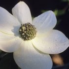 Close-up of center and petals of Dogwood flower. — Stock Photo