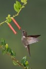 Brown Inca hummingbird feeding at exotic flowers while flight. — Stock Photo