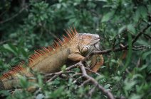 Grüner Leguan sitzt im Laub von Bäumen in muelle, costa rica — Stockfoto