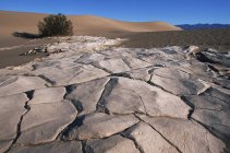 Mesquite Dunes arenisca y arbusto a la luz del sol, Death Valley, California, EE.UU. - foto de stock