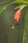 Rufous-booted racket-tail hummingbird flying while feeding at flowering plant in tropical forest. — Stock Photo