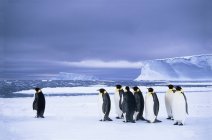 Emperor penguins waiting at edge of ice for foraging trip to Weddell Sea, Antarctica. — Stock Photo