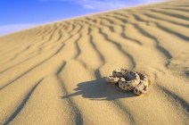 Seitenwinder Klapperschlange auf Sand imperialer Dünen in der Sonora Wüste, Kalifornien, USA — Stockfoto
