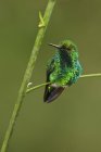 Colibrì smeraldo occidentale appollaiato su ramo di pianta forestale
. — Foto stock