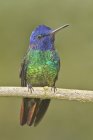 Golden-tailed sapphire hummingbird perched on branch, close-up. — Stock Photo