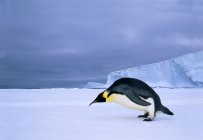 Imperador pinguim dobrando na borda do gelo rápido, mar de Weddell, Antártida . — Fotografia de Stock