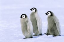 Pollitos pingüinos Emperador caminando sobre la nieve, Mar de Weddell, Antártida . - foto de stock