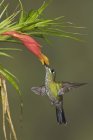 Green-coroado brilhante beija-flor alimentando-se de flor enquanto voa, close-up . — Fotografia de Stock