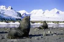 Peles da Antártida focas touros defendendo território de reprodução, Salisbury Plain, Ilha Geórgia do Sul, Antártida — Fotografia de Stock