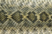 Modello in scala sul retro del serpente a sonagli diamondback occidentale, Texas, USA — Foto stock