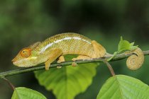 Panther chameleon on tree twig in Madagascar. close-up. — Stock Photo