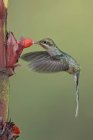 Close-up of green hermit hummingbird feeding at tropical flower while flying. — Stock Photo