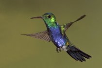 Violet-bellied hummingbird hovering wings outdoors. — Stock Photo