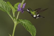 Grüner Dornschwanz, der sich im Flug von lila Blüten ernährt, Nahaufnahme. — Stockfoto
