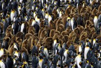 Король пінгвіни з курчат на рівнині Солсбері, Південна Джорджія острова, Південний Атлантичний океан — стокове фото