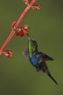 Grünkronen-Waldnymphe ernährt sich mit schwebenden Flügeln von Blüten. — Stockfoto