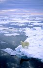 Polar bear standing on melting ice of Svalbard Archipelago, Arctic Norway — Stock Photo