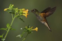 Толстохвостая колибри, кормящая цветы во время полета, крупным планом
. — стоковое фото